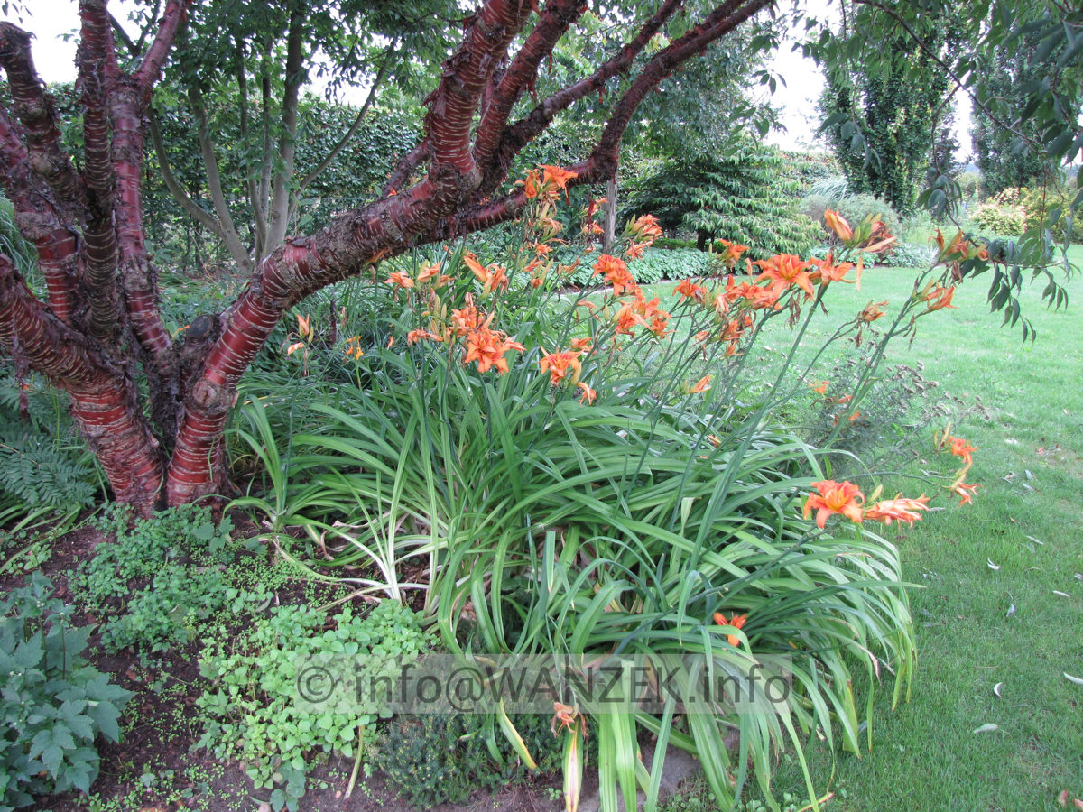 Prunus serrula 03 Rinde Sommer + Hemerocallis orange.JPG